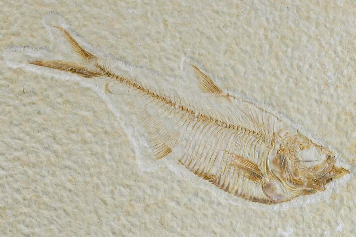 Fossil Fish (Diplomystus) - Wyoming #165780